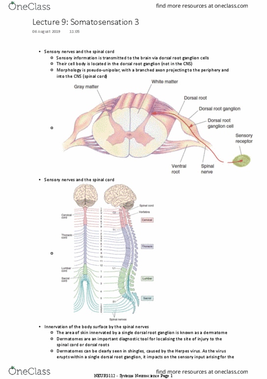 NEUR3112 Lecture Notes - Lecture 9: Dorsal Root Ganglion, Pseudounipolar Neuron, Anterior Grey Column thumbnail