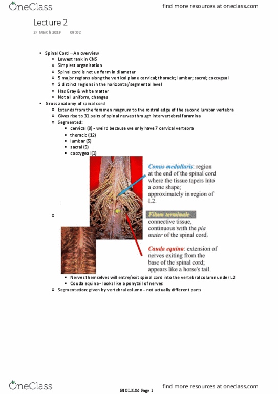 BIOL3186 Lecture Notes - Lecture 2: Intervertebral Foramina, Lumbar Vertebrae, Foramen Magnum thumbnail