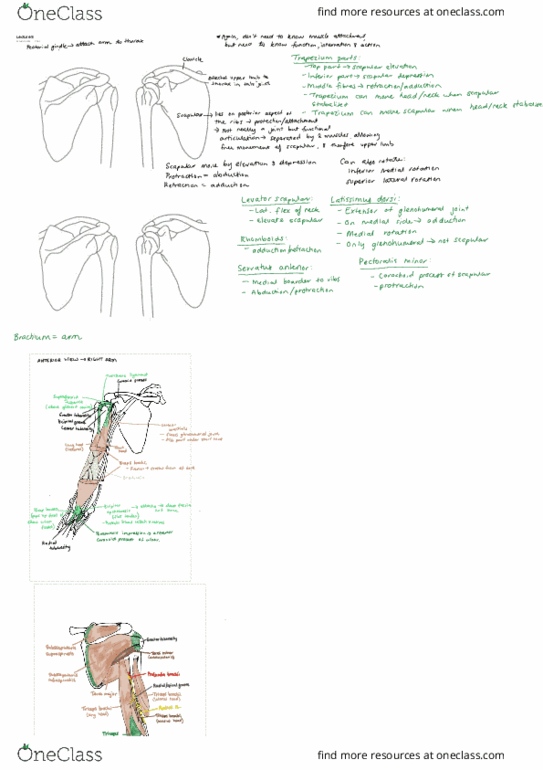 BIOL3186 Lecture 5: Muscuoskeletal - Upper Limb thumbnail