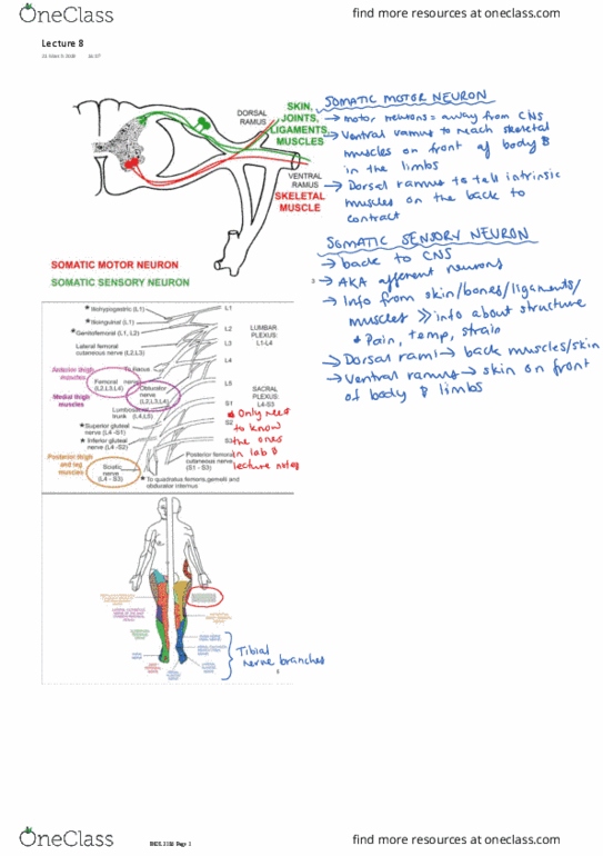 BIOL3186 Lecture 8: Muscuoskeletal - Lower Limb thumbnail