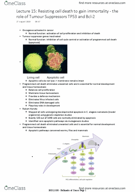 BIOL3108 Lecture Notes - Lecture 15: P53, Apoptosis, Oncogene thumbnail