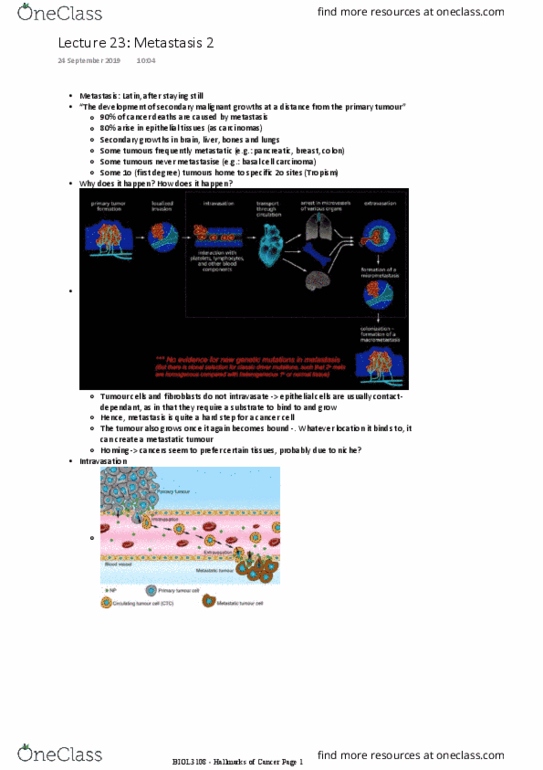 BIOL3108 Lecture Notes - Lecture 23: Basal-Cell Carcinoma, Metastasis, Epithelium thumbnail