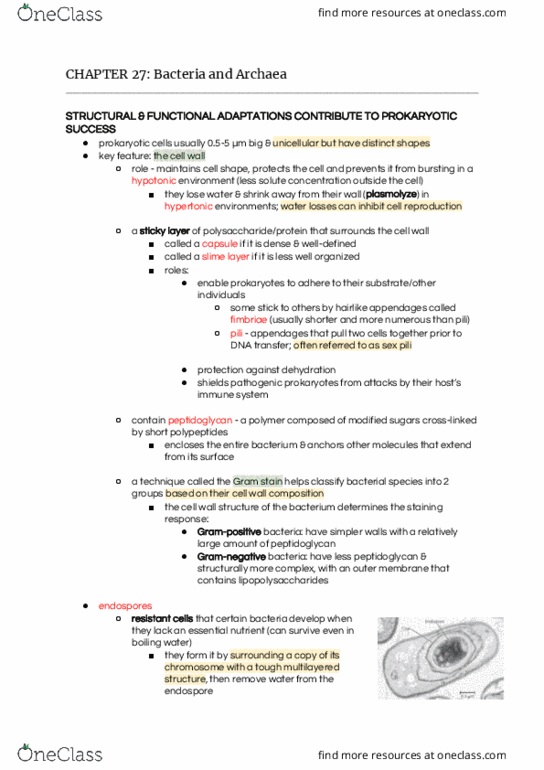 BIOL108 Chapter 27: BACTERIA AND ARCHAEA (p. 603-622) thumbnail