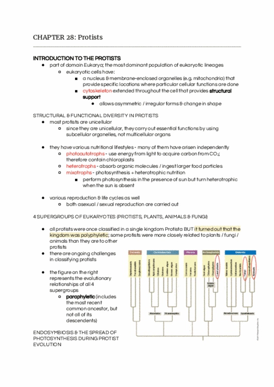 BIOL108 Chapter 28: PROTISTS (p. 625-643) thumbnail