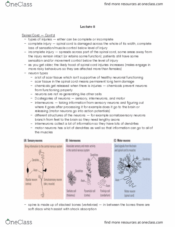 PSYCH 2NF3 Lecture Notes - Lecture 8: Spinal Disc Herniation, Motor Coordination, Putamen thumbnail