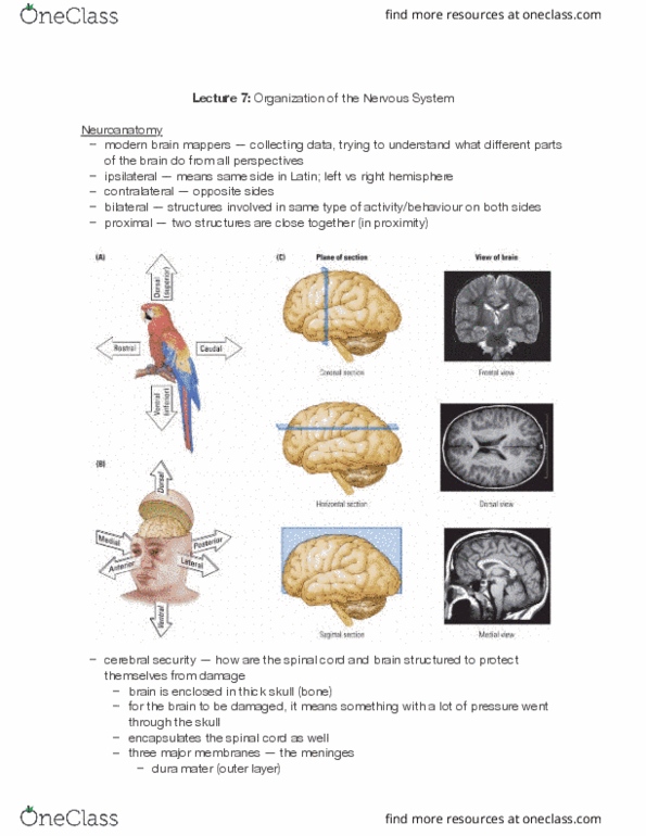 PSYCH 2NF3 Lecture Notes - Lecture 7: Dura Mater, Meninges, Autonomic Nervous System thumbnail