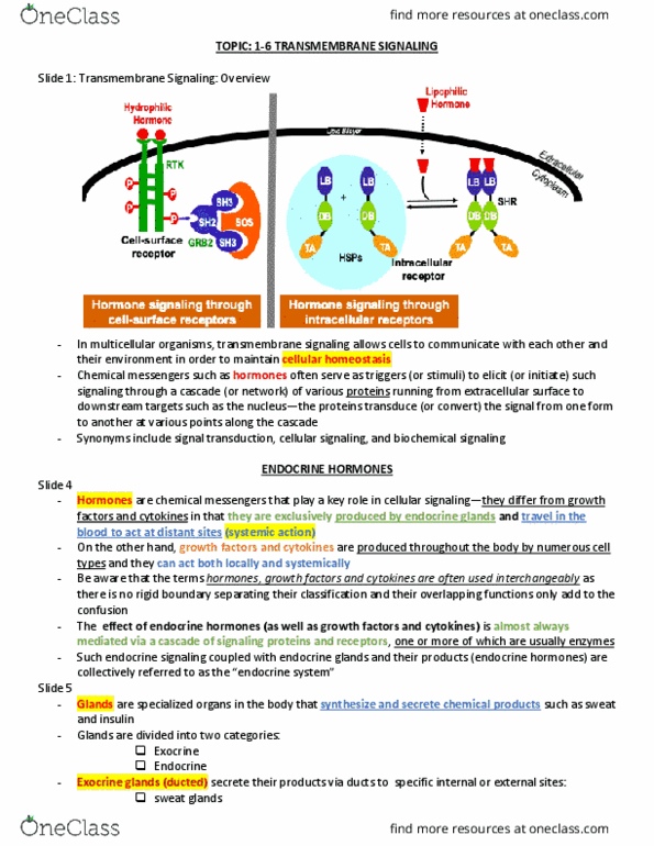 BMB 401 Lecture Notes - Lecture 6: Exocrine Gland, Endocrine System, Signal Transduction thumbnail
