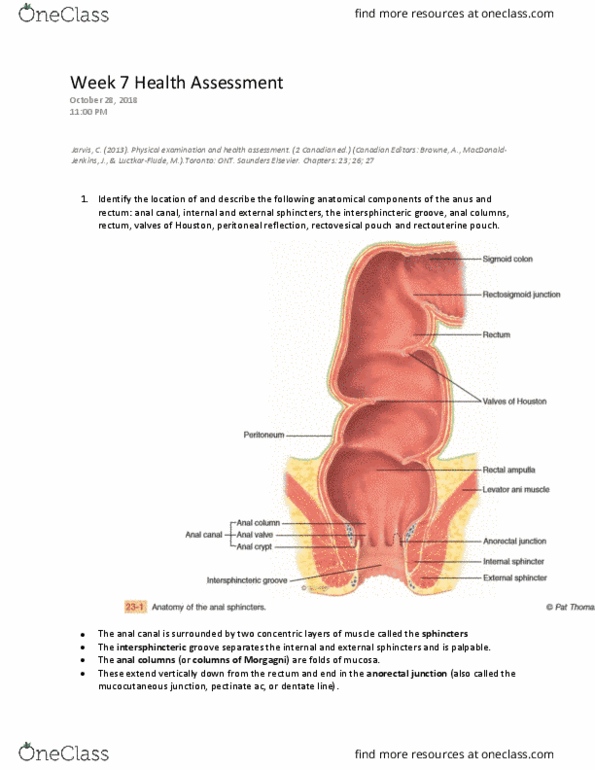 NSE 22A/B Lecture Notes - Lecture 7: Recto-Uterine Pouch, External Anal Sphincter, Anal Canal thumbnail