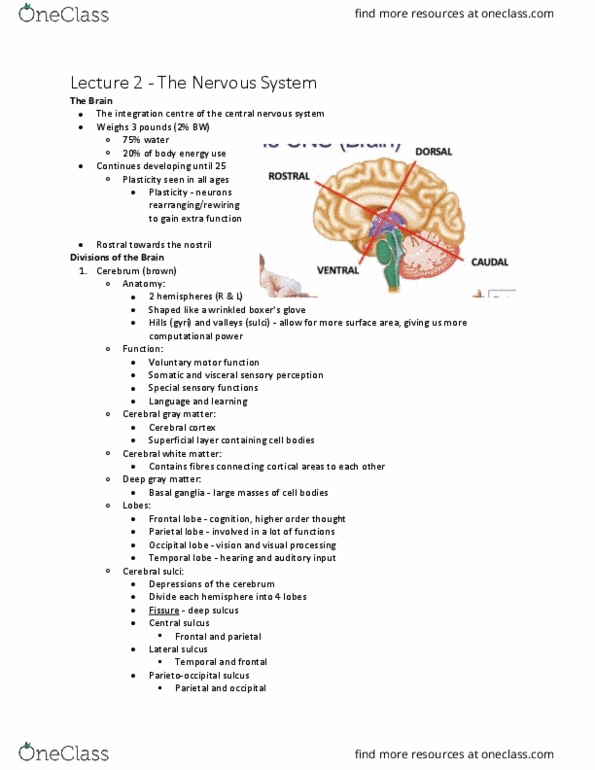 Kinesiology 3222A/B Lecture Notes - Lecture 2: Occipital Lobe, Parietal Lobe, Frontal Lobe thumbnail