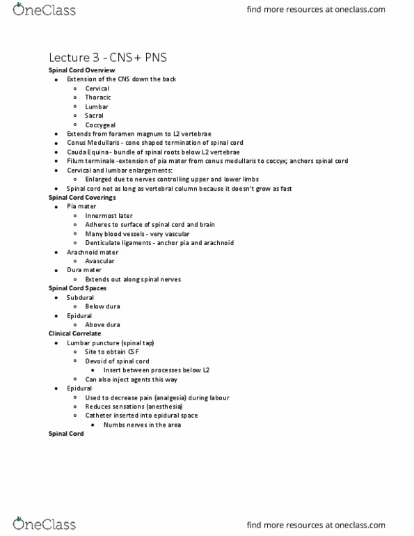 Kinesiology 3222A/B Lecture Notes - Lecture 3: Conus Medullaris, Filum Terminale, Arachnoid Mater thumbnail