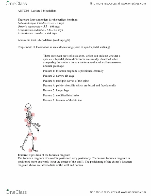 ANTC16H3 Lecture Notes - Lecture 3: Iliofemoral Ligament, Sahelanthropus, Bone thumbnail