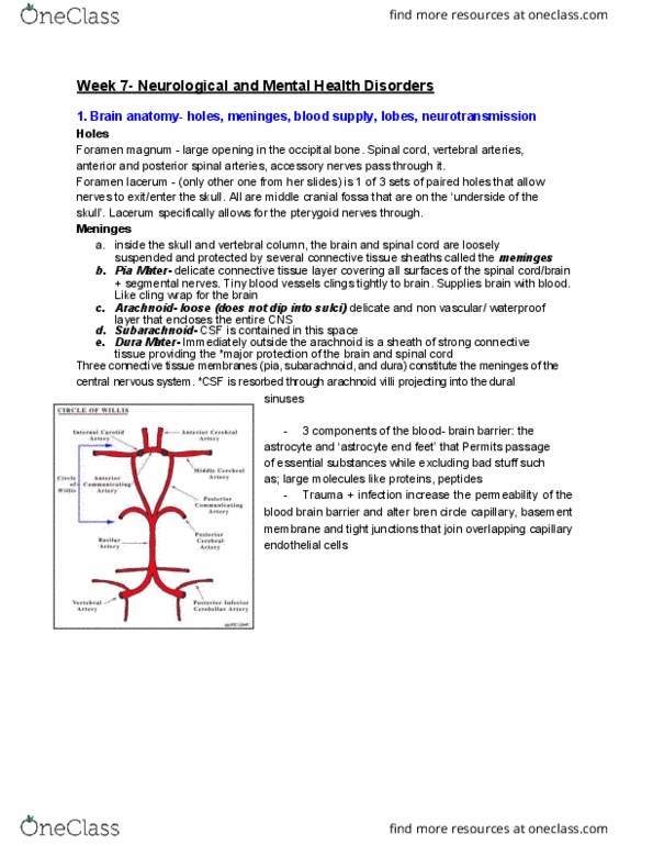 HTHSCI 2C06 Lecture Notes - Lecture 2: Posterior Spinal Artery, Foramen Lacerum, Arachnoid Granulation thumbnail