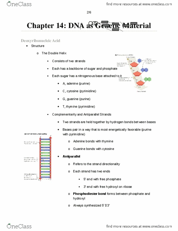 BIOSC 0160 Lecture Notes - The Double Helix, Dna Polymerase I, Okazaki Fragments thumbnail