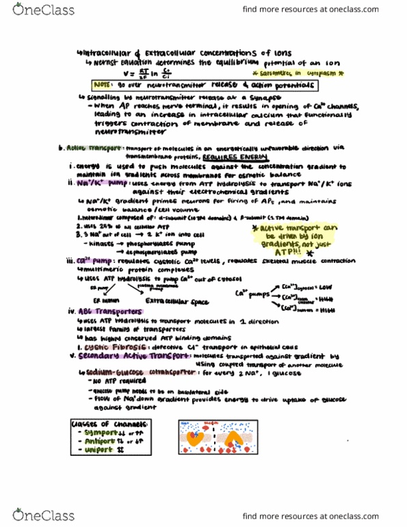 CAS BI 203 Lecture Notes - Lecture 4: Atp Hydrolysis, Cystic Fibrosis, Nernst Equation thumbnail