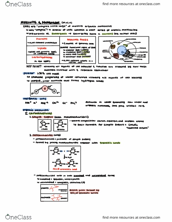 CAS BI 203 Lecture Notes - Lecture 1: Glycosidic Bond, Water Mass, Microrna thumbnail
