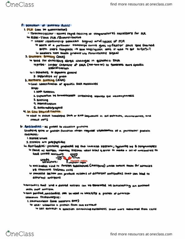 CAS BI 203 Lecture Notes - Lecture 8: Southern Blot, Autoradiograph, Epitope thumbnail