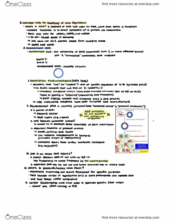 CAS BI 203 Lecture Notes - Lecture 6: Plasmid, Recombinant Dna, Dna Ligase thumbnail