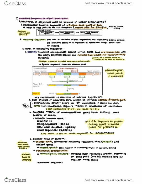 CAS BI 203 Lecture Notes - Lecture 9: Mammalian Genome, Intron, Microrna thumbnail