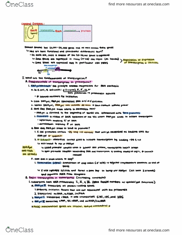 CAS BI 203 Lecture Notes - Lecture 12: Microrna, Stem-Loop, Ribosomal Rna thumbnail