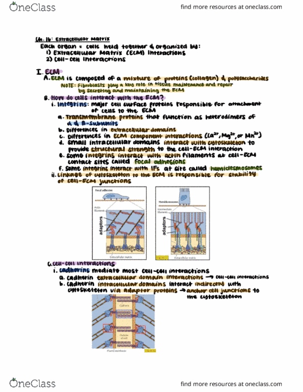 CAS BI 203 Lecture Notes - Lecture 21: Cadherin, Integrin, Hemidesmosome thumbnail