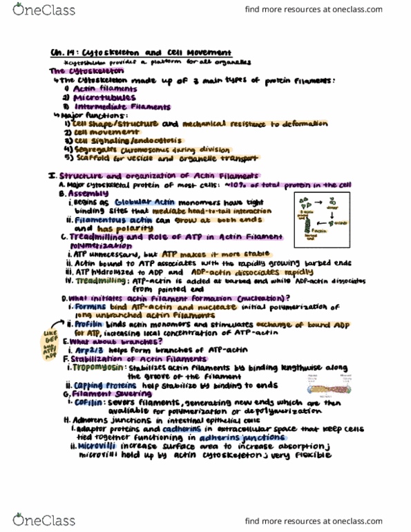 CAS BI 203 Lecture Notes - Lecture 19: Cofilin, Microvillus, Cadherin thumbnail