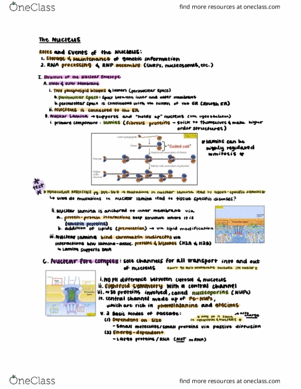 CAS BI 203 Lecture Notes - Lecture 16: Nuclear Membrane, Nuclear Pore, Emerin thumbnail