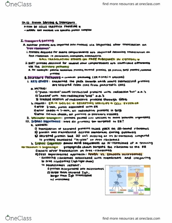 CAS BI 203 Lecture Notes - Lecture 17: Secretion, N-Terminus, Endoplasmic Reticulum thumbnail