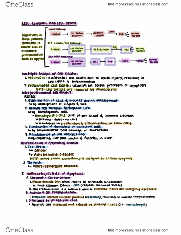 CAS BI 203 Lecture Notes - Lecture 25: Deoxyribonuclease, Apoptosis, Phagocytosis thumbnail