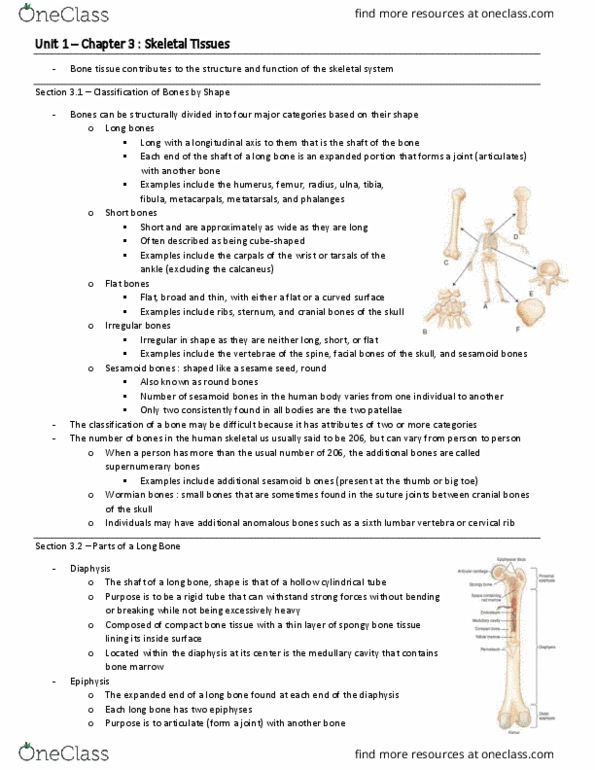 HP 2306 Chapter Notes - Chapter 3: Wormian Bones, Lumbar Vertebrae, Cervical Rib thumbnail