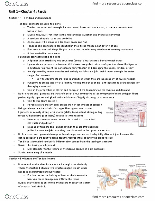 HP 2306 Chapter Notes - Chapter 4: Tendon Sheath, Synovial Joint, Synovial Fluid thumbnail