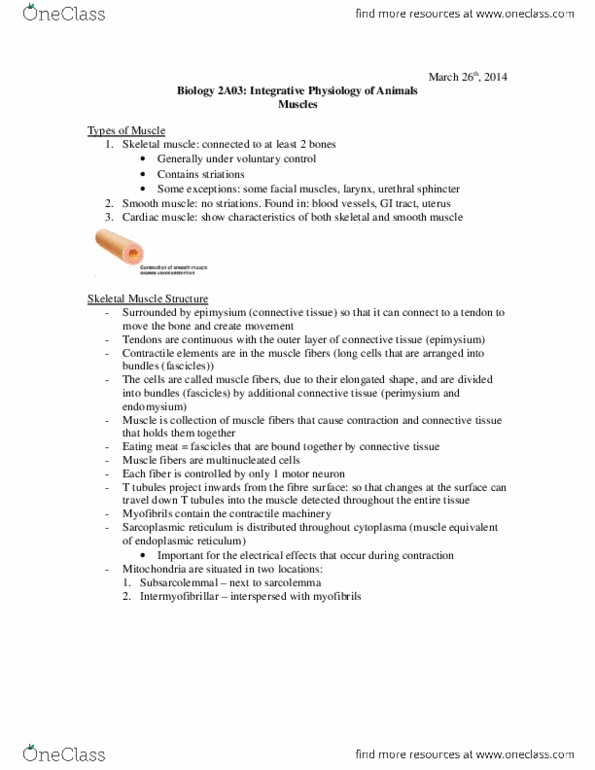 BIOLOGY 2A03 Lecture Notes - Titin, Epimysium, Endomysium thumbnail