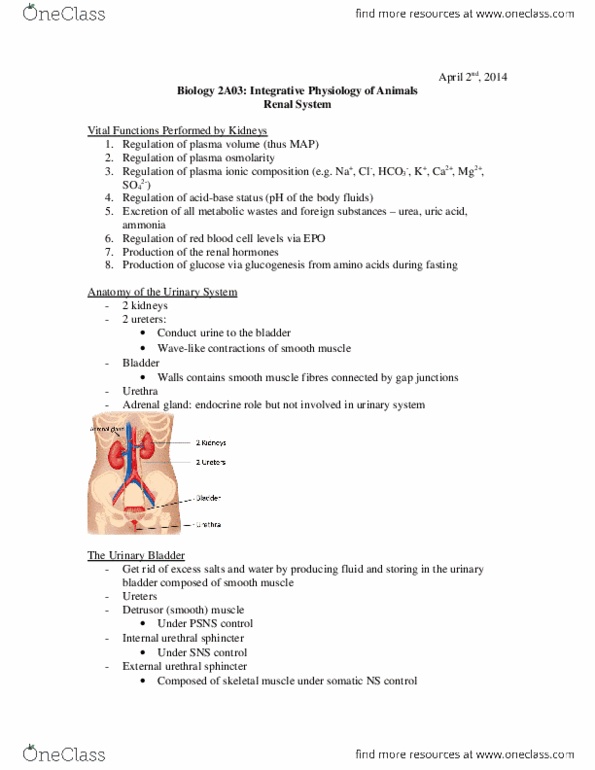 BIOLOGY 2A03 Lecture Notes - Ureter, Osmotic Concentration, Urethra thumbnail