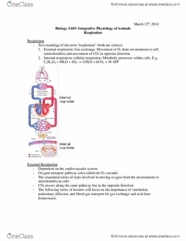 BIOLOGY 2A03 Lecture Notes - Spirometry, Bronchoconstriction, Chronic Obstructive Pulmonary Disease thumbnail