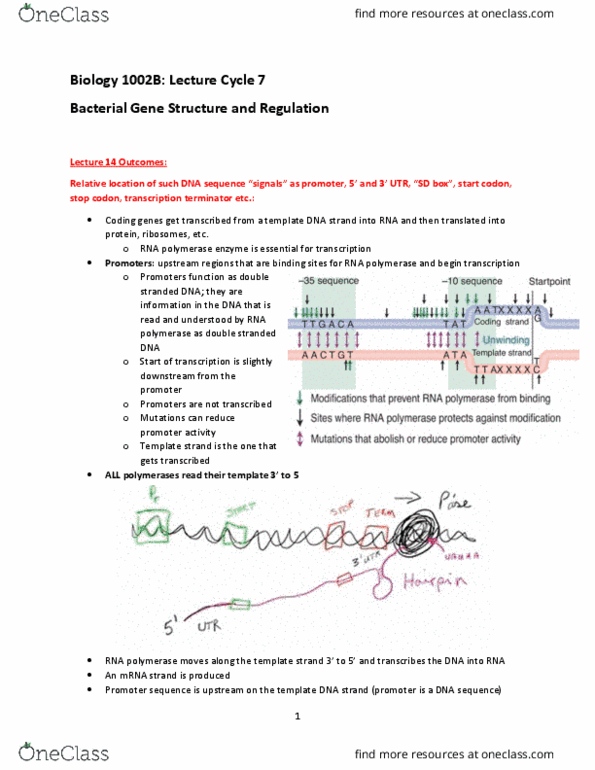 Biology 1002B Lecture Notes - Lecture 7: Start Codon, Ribosome, Release Factor thumbnail