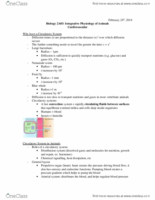 BIOLOGY 2A03 Lecture Notes - Microcirculation, Viscosity, Angiogenesis thumbnail