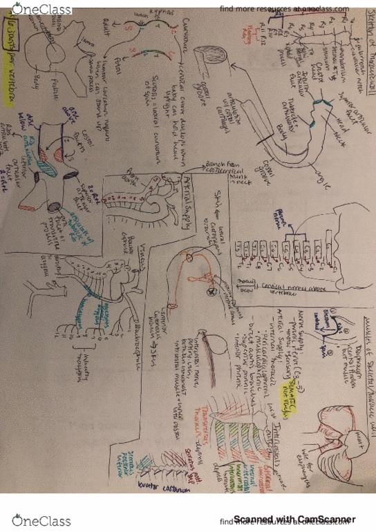 ACB 8120 Lecture 5: ANAT thoracic-skeleton-muscle thumbnail