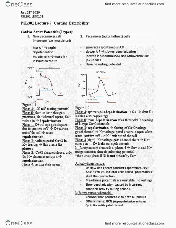 PSL301H1 Lecture Notes - Lecture 7: Pacemaker Current, Pacemaker Potential, Resting Potential cover image