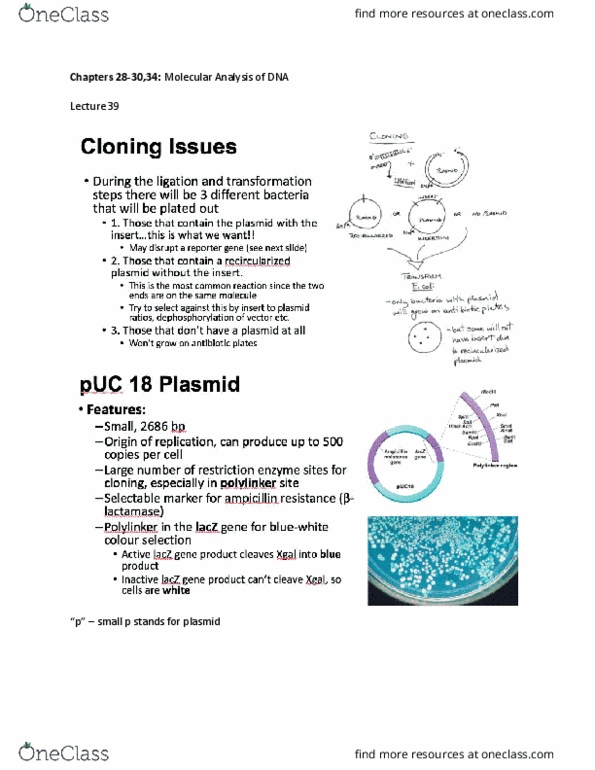 BI226 Lecture Notes - Lecture 39: Plasmid thumbnail