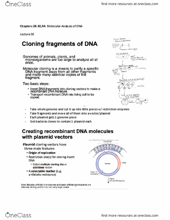 BI226 Lecture Notes - Lecture 38: Plasmid, Sticky And Blunt Ends thumbnail