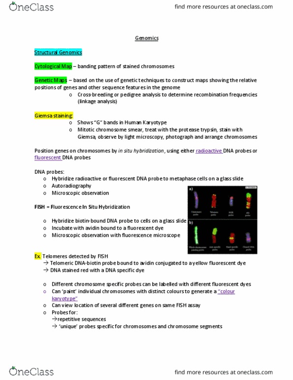 MCB 2050 Lecture Notes - Lecture 4: Fluorescence Microscope, Hybridization Probe, Avidin thumbnail