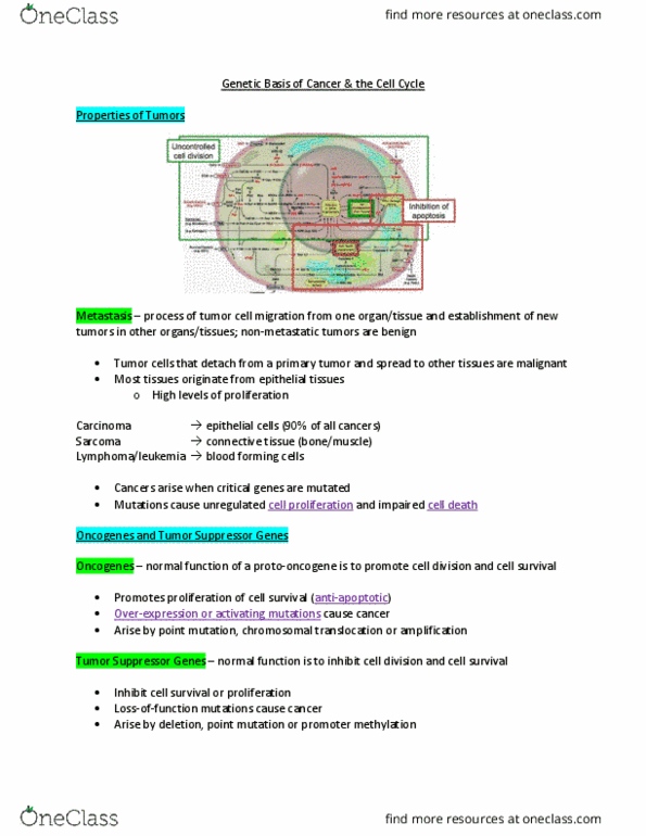 MCB 2050 Lecture Notes - Lecture 10: Tumor Suppressor Gene, Point Mutation, Oncogene thumbnail