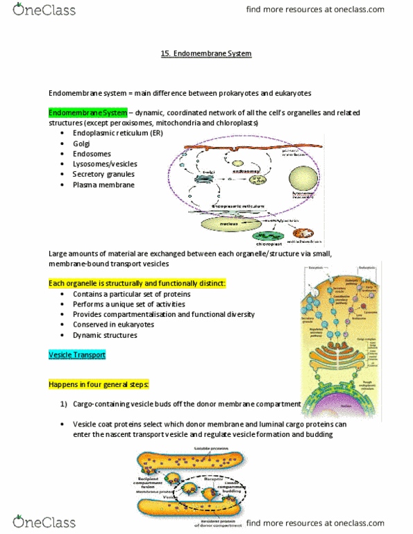 MCB 2050 Lecture Notes - Lecture 14: Endomembrane System, Dynamic Structures, Cell Membrane thumbnail