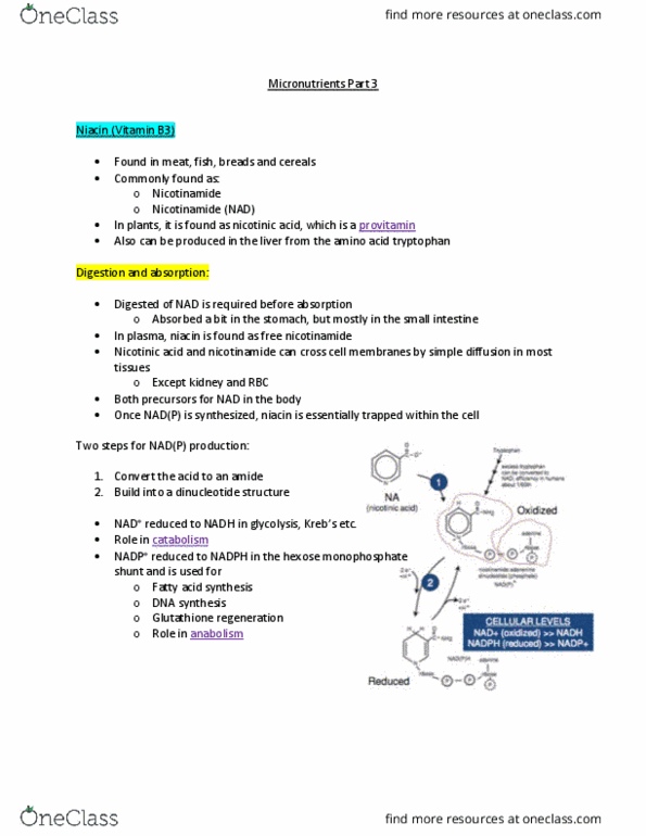 NUTR 3070 Lecture Notes - Lecture 11: Pentose Phosphate Pathway, Nicotinamide, Vitamin B3 Complex thumbnail