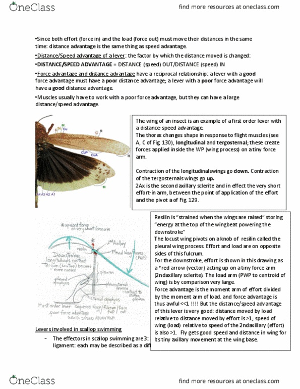 BIO325H5 Lecture Notes - Lecture 2: Sclerite, Insect Wing, Centroid thumbnail