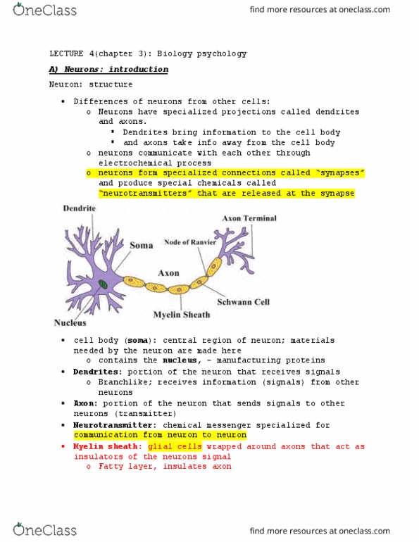 PSY 102 Lecture Notes - Lecture 4: Myelin, Neuroglia, Neurolemma thumbnail