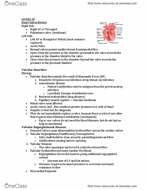 MEDRADSC 3J03 Lecture Notes - Lecture 15: Aortic Stenosis, Mitral Valve, Chordae Tendineae thumbnail