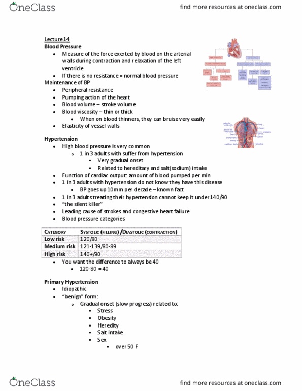 MEDRADSC 3J03 Lecture Notes - Lecture 14: Hypertensive Heart Disease, Hemorheology, Stroke Volume thumbnail