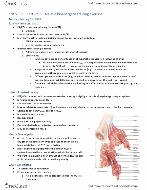 KNES 303 Lecture Notes - Lecture 3: Adenosine Triphosphate, Exercise Prescription, Cardiorespiratory Fitness thumbnail