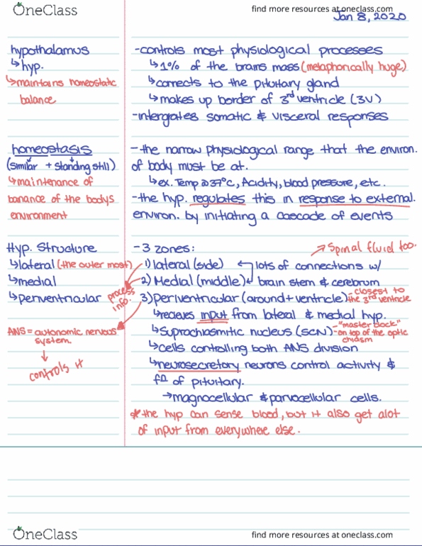 NEUR 3207 Lecture Notes - Lecture 1: Parvocellular Cell, Pituitary Gland, Brainstem thumbnail