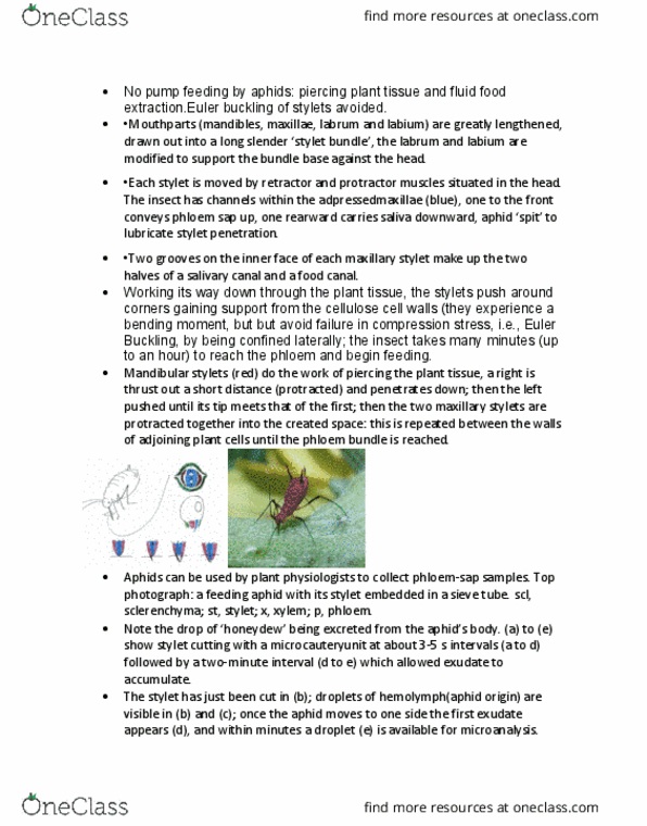 BIO325H5 Lecture Notes - Lecture 1: Aphid, Phloem, Buckling thumbnail